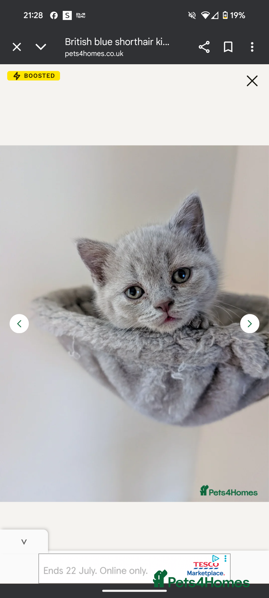 British Shorthair cats for sale: Two remaining British blue shorthair kittens  - Image 9