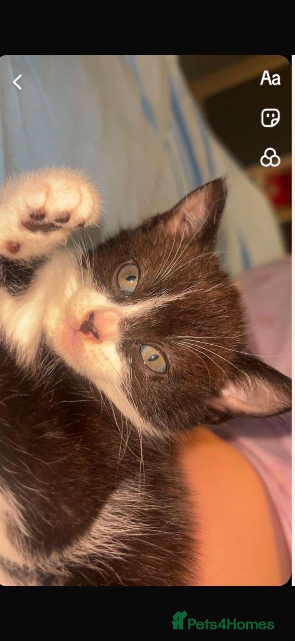 Mixed Breed cats BABY GIRL READY FOR NEW HOME  - Advert 3