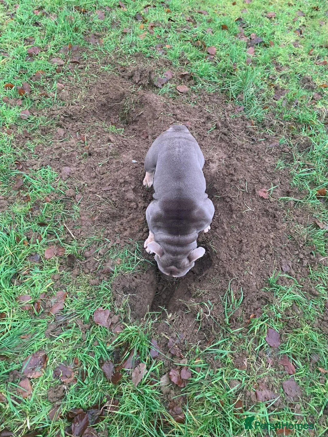 English Bulldog dogs for sale: English Bulldog Puppies Rare Coloured Ready now! - Advert 19