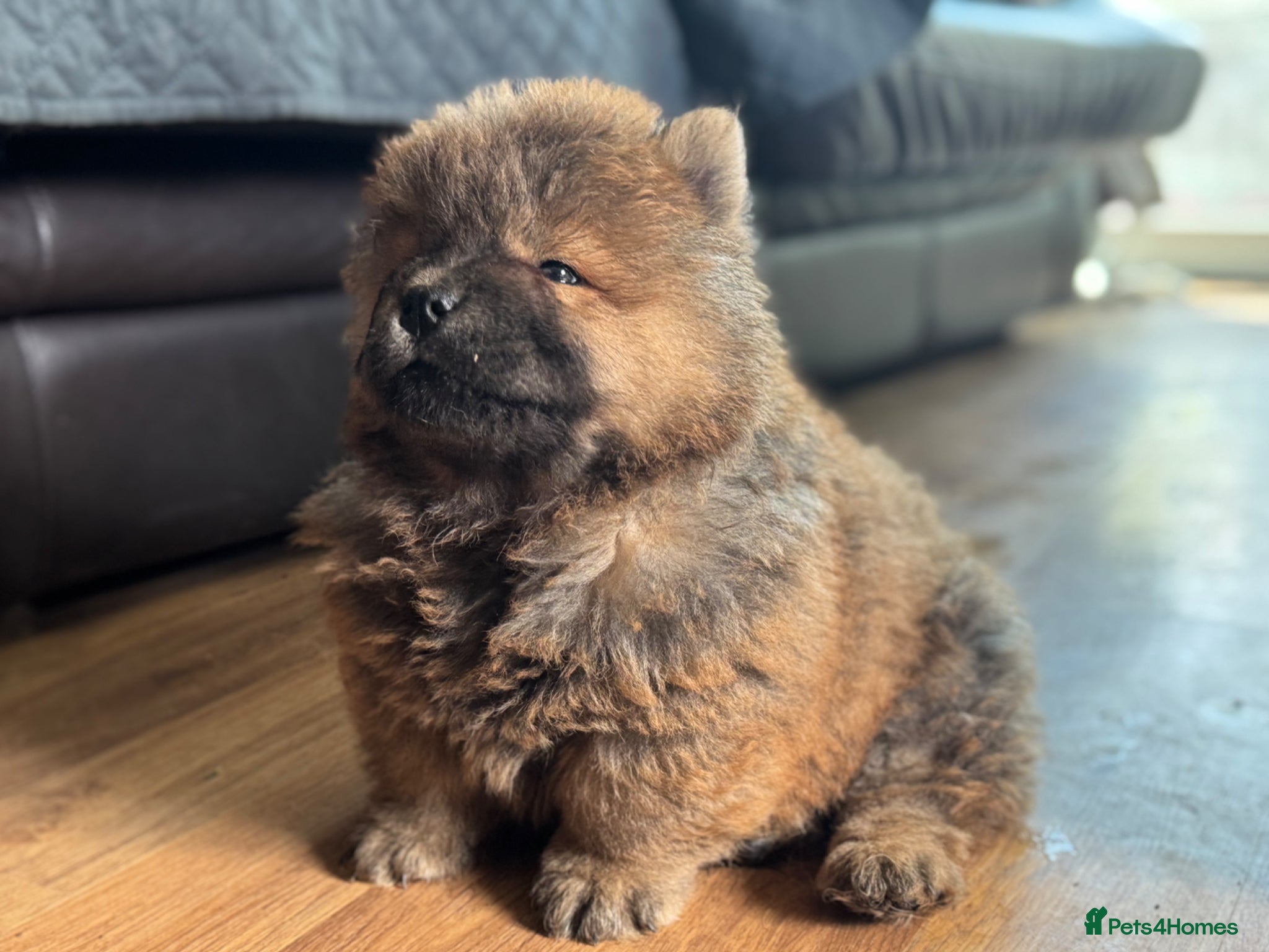Chow Chow dogs Meet Ned - stunning red male  - Advert 2