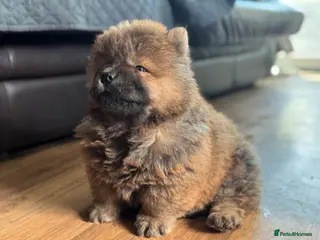 Chow Chow dogs Meet Ned - stunning red male - Advert 2