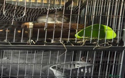 Chinchilla rodents for sale: Male baby chinchilla - Image 2