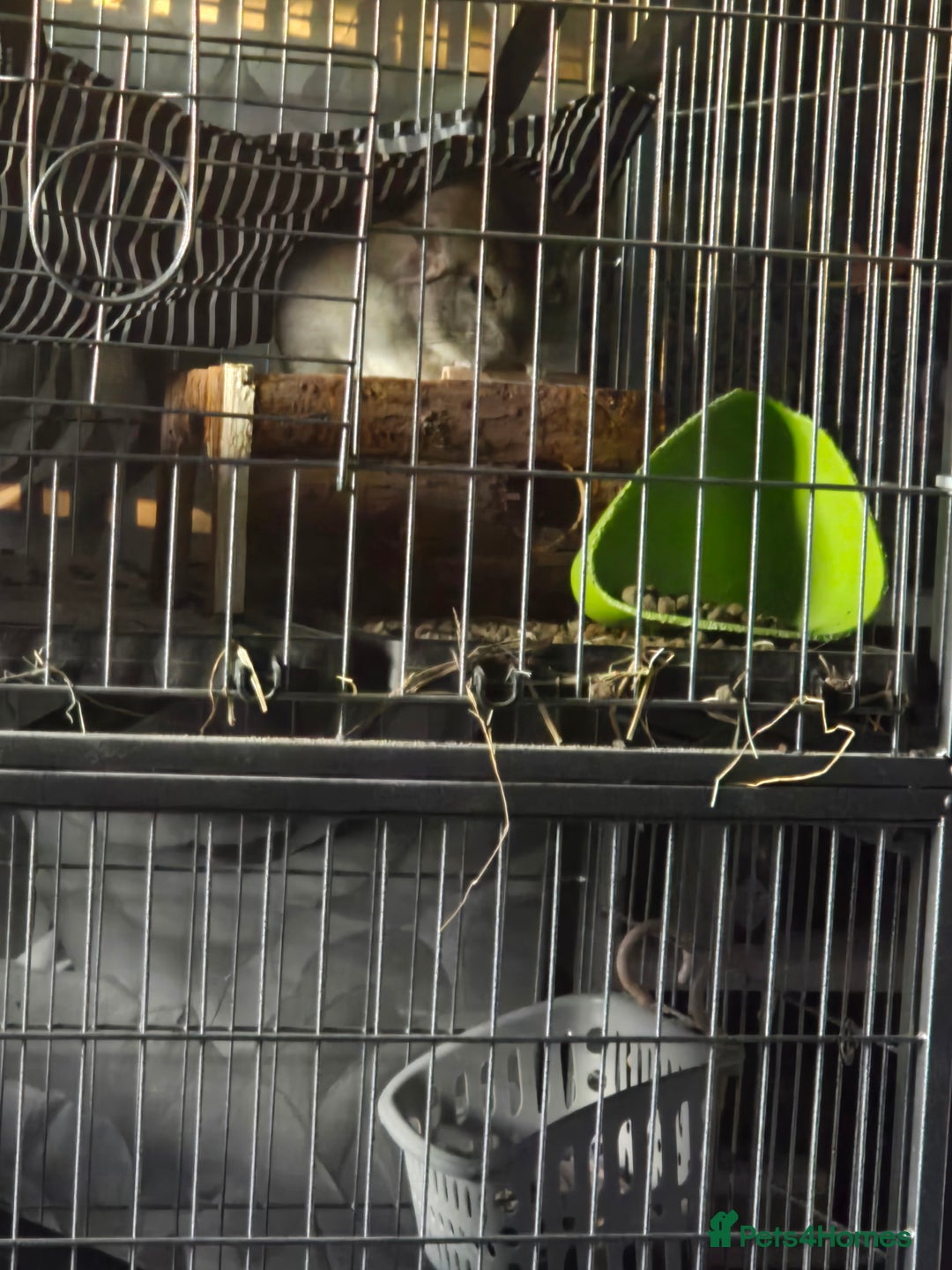 Chinchilla rodents for sale: Male baby chinchilla - Image 2