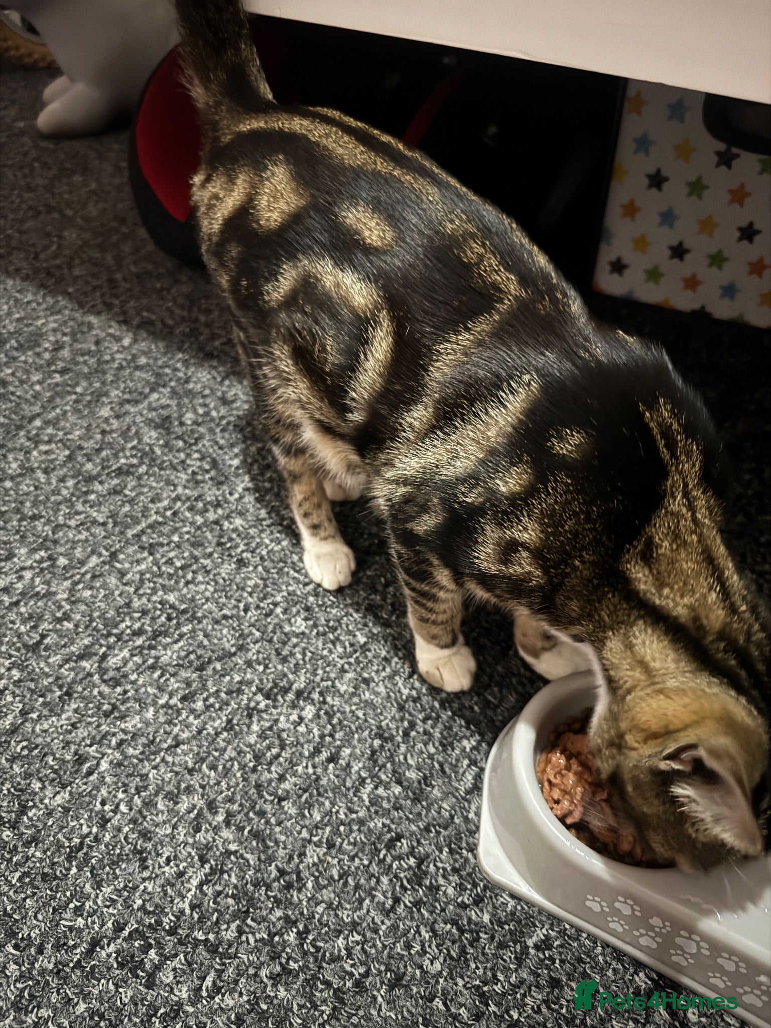 Mixed Breed cats 1 Male kitten available  - Advert 4