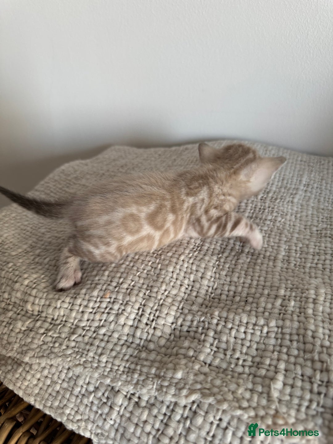 Bengal cats for sale: Milo & Maya’s beautiful pure Bengal babies 🐾 - Image 4