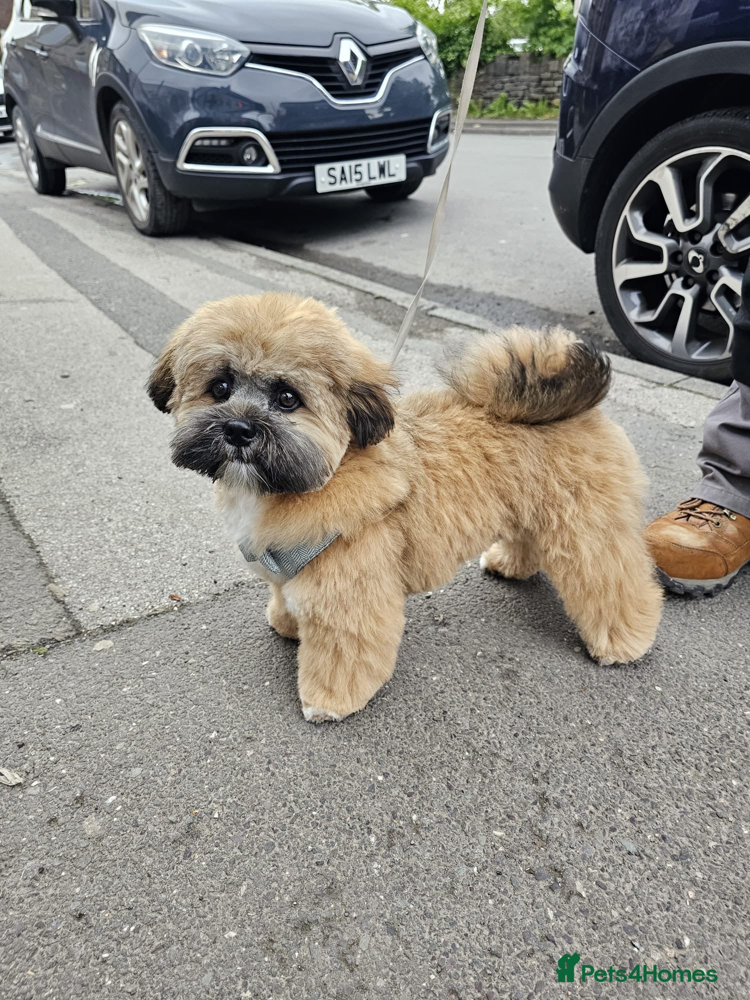 Lhasa Apso dogs Handsome Lhasa Apso stud - Friendly, Gentle & Cute - Advert 6