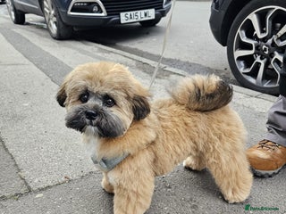 Lhasa Apso dogs - Advert 17