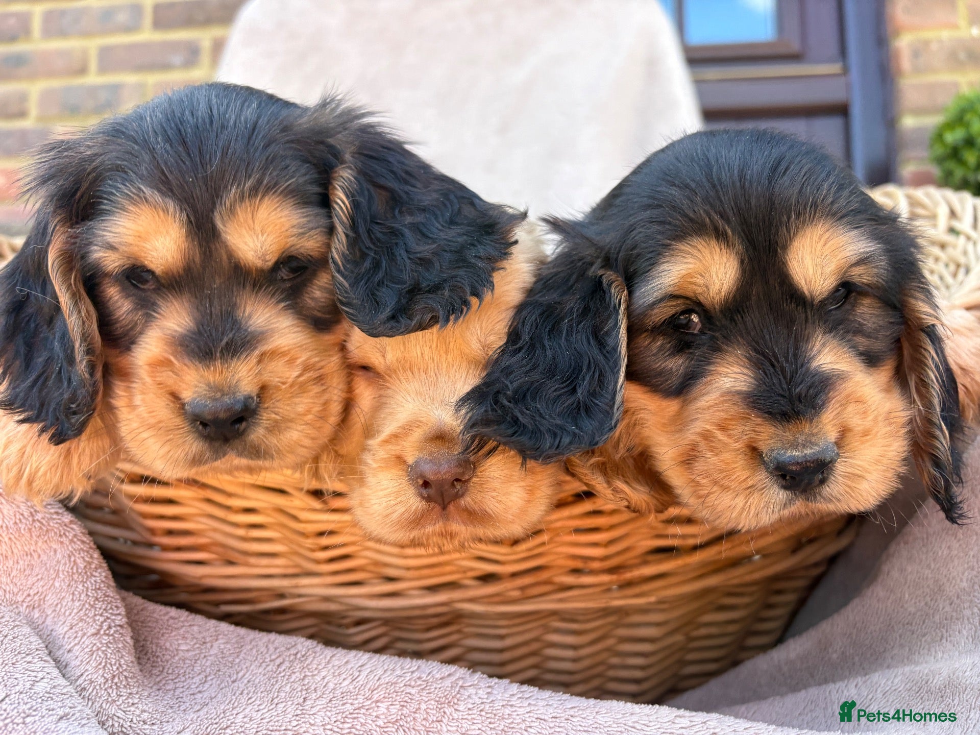 Cocker Spaniel dogs Stunning show Type cocker spaniel puppies  - Advert 1