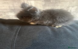 Lionhead rabbits for sale: 7 lionheads bunnies  - Image 4