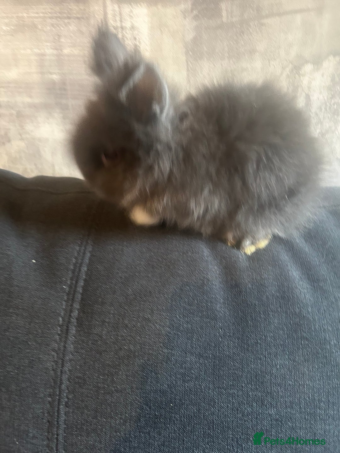 Lionhead rabbits for sale: 7 lionheads bunnies  - Image 4