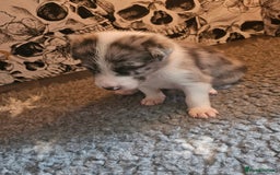 Border Collie dogs for sale: Unique blue merle border collie puppies - Image 27