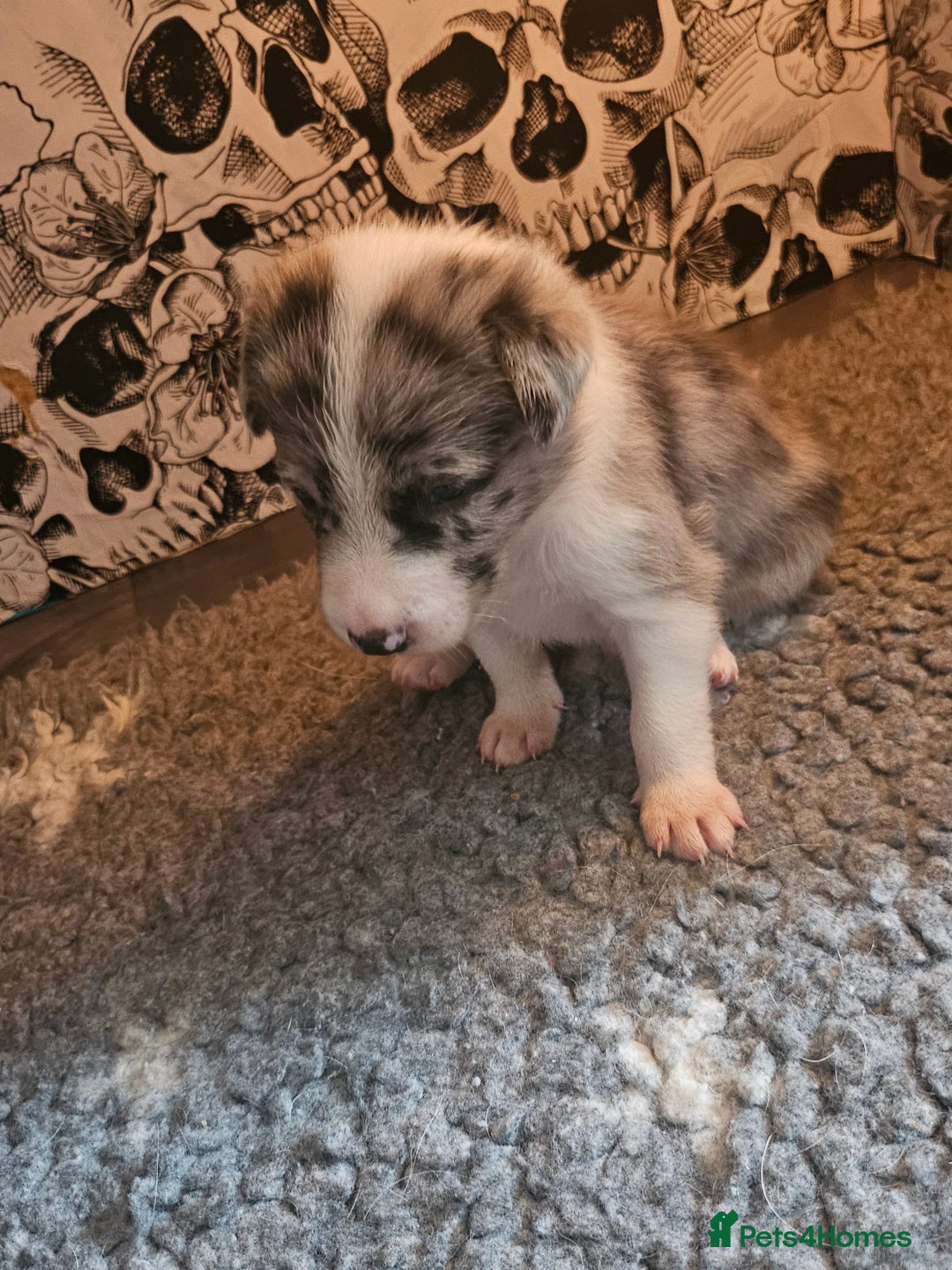 Border Collie dogs for sale: Unique blue merle border collie puppies - Image 27