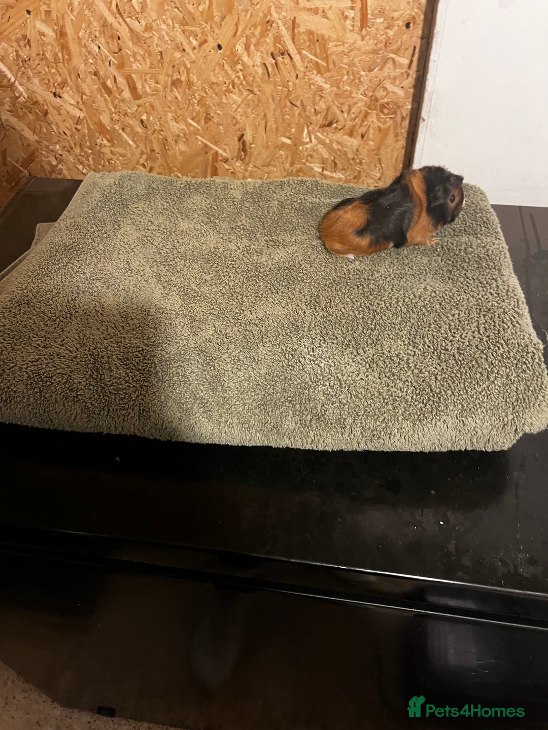 Guinea Pig rodents for sale: baby guinea pig - Advert 40