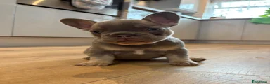French Bulldog 3