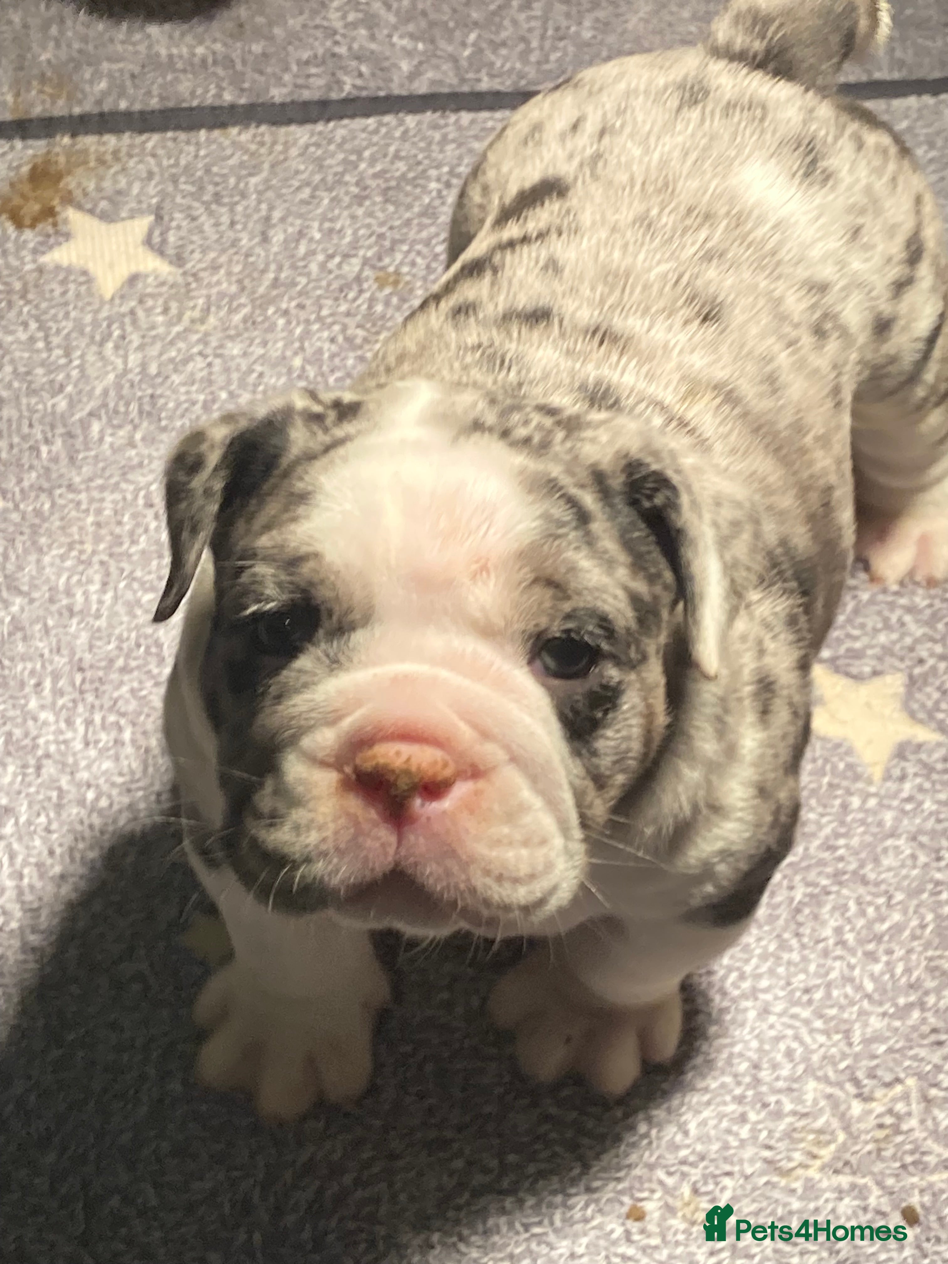 Olde English Bulldogge dogs Old English bulldog puppies 5 BOYS 2 GIRLS - Advert 8