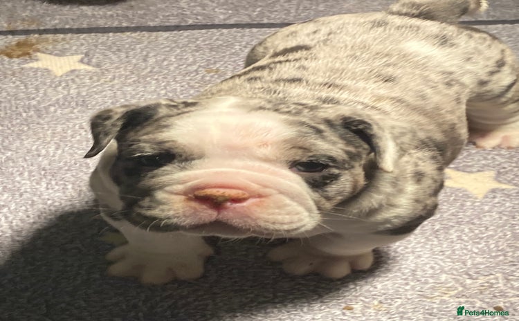 Olde English Bulldogge dogs Old English bulldog puppies GENERATIONAL - Advert 12