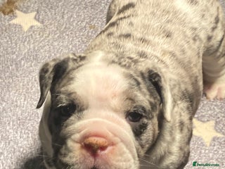 Olde English Bulldogge dogs Old English bulldog puppies GENERATIONAL - Advert 1