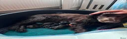 Cocker Spaniel dogs for sale: 6 Week old - Cocker Spaniel puppies - Advert 3