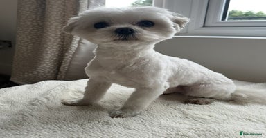 Maltese dogs - Advert 4