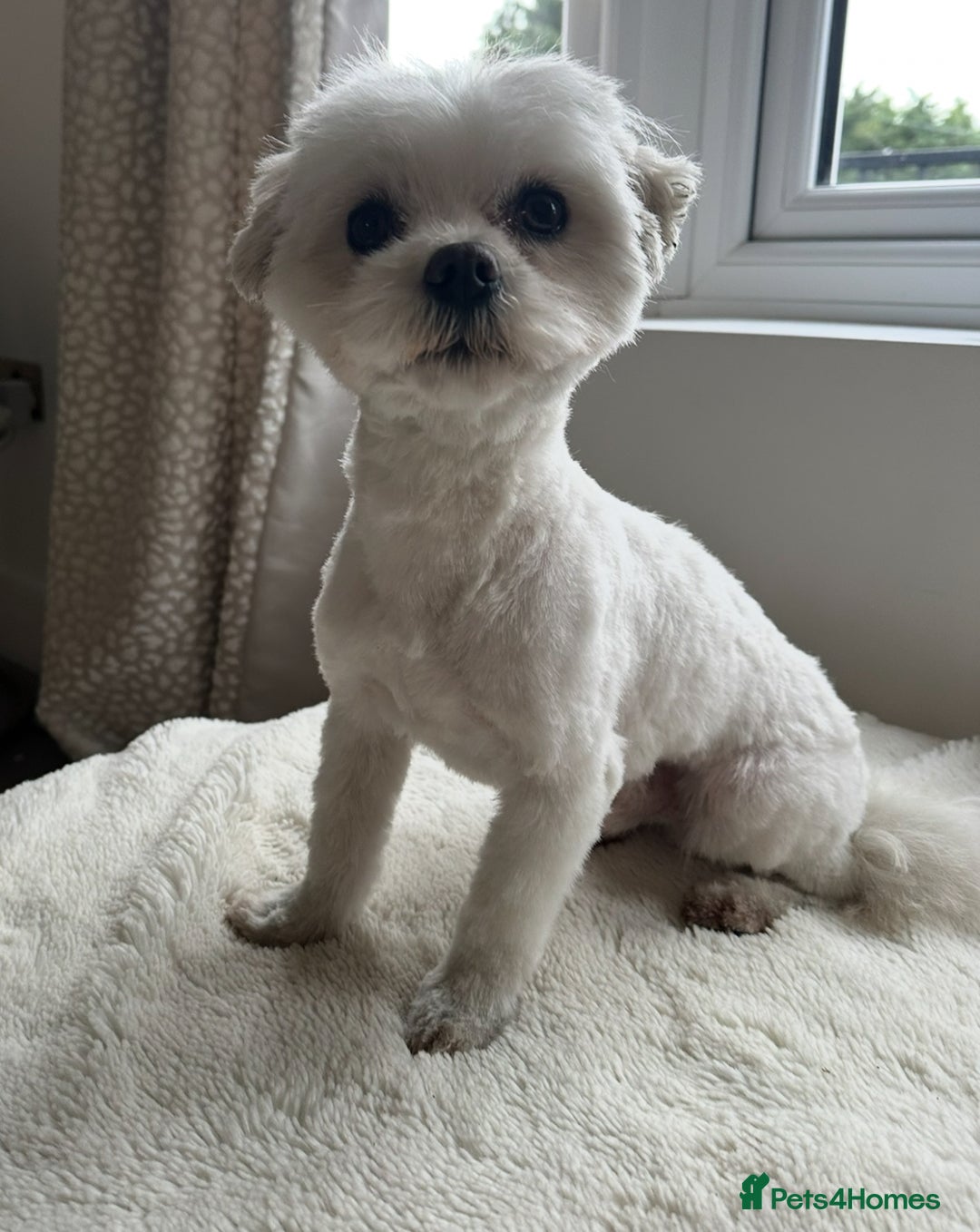 Maltese dogs for stud: *** EXPERIENCED MALTESE STUD*** - Advert 3
