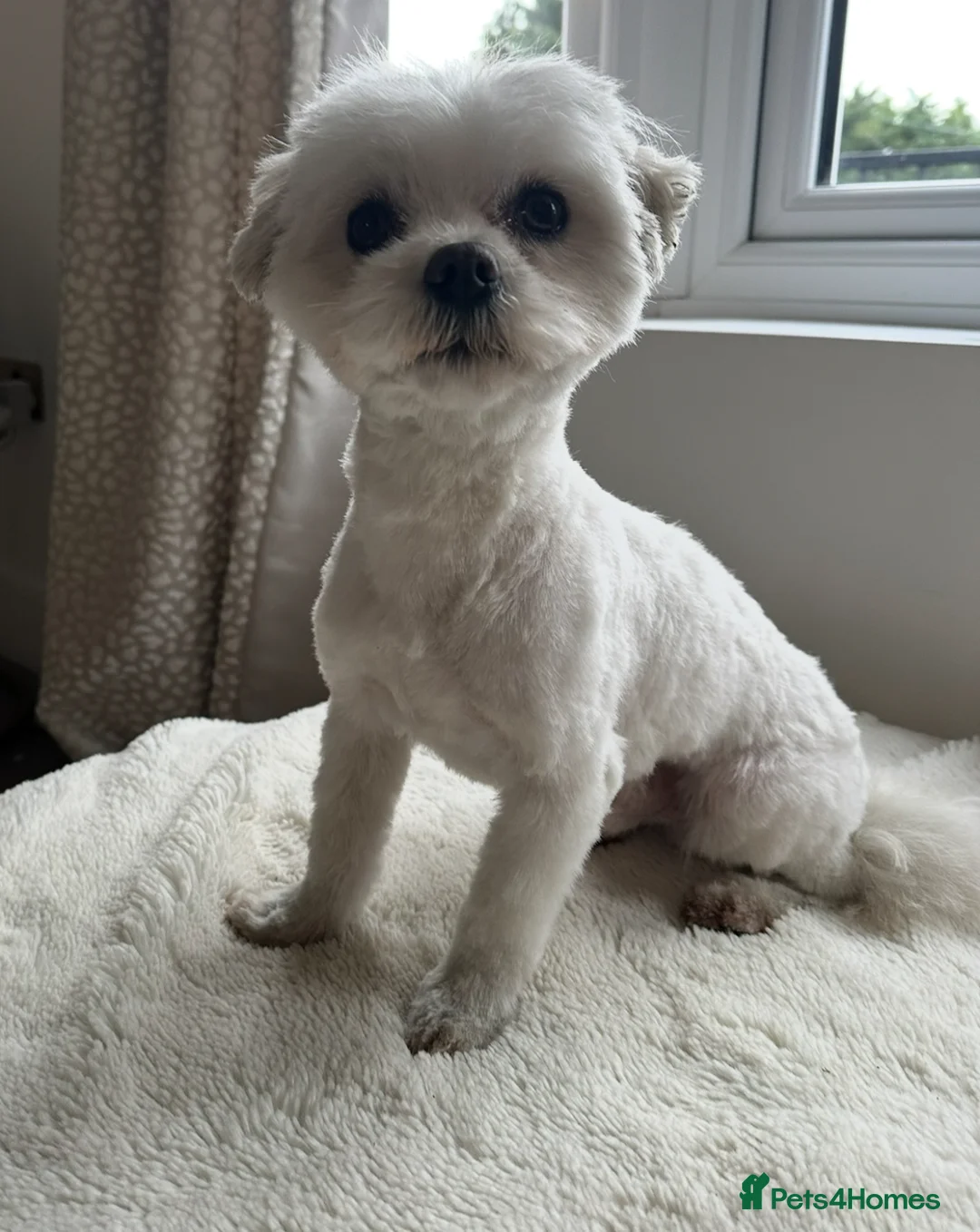 Maltese dogs for stud: *** EXPERIENCED MALTESE STUD*** - Advert 3