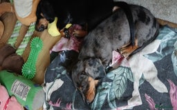 Dachshund dogs for sale: 1x Female Dachshund Left (27/07/2025) - Image 8