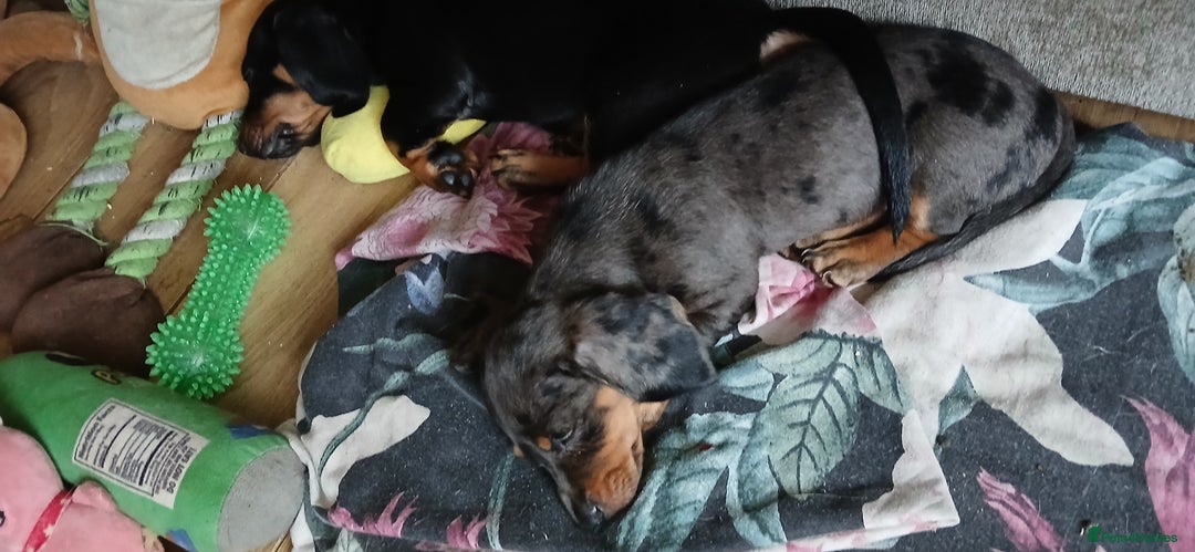 Dachshund dogs for sale: 1x Female Dachshund Left (27/07/2025) - Image 8