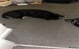 Mixed Breed dogs for sale: Bleu  - Advert 1