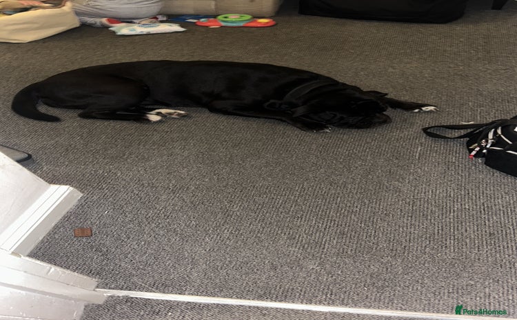 Mixed Breed dogs Bleu  - Advert 1