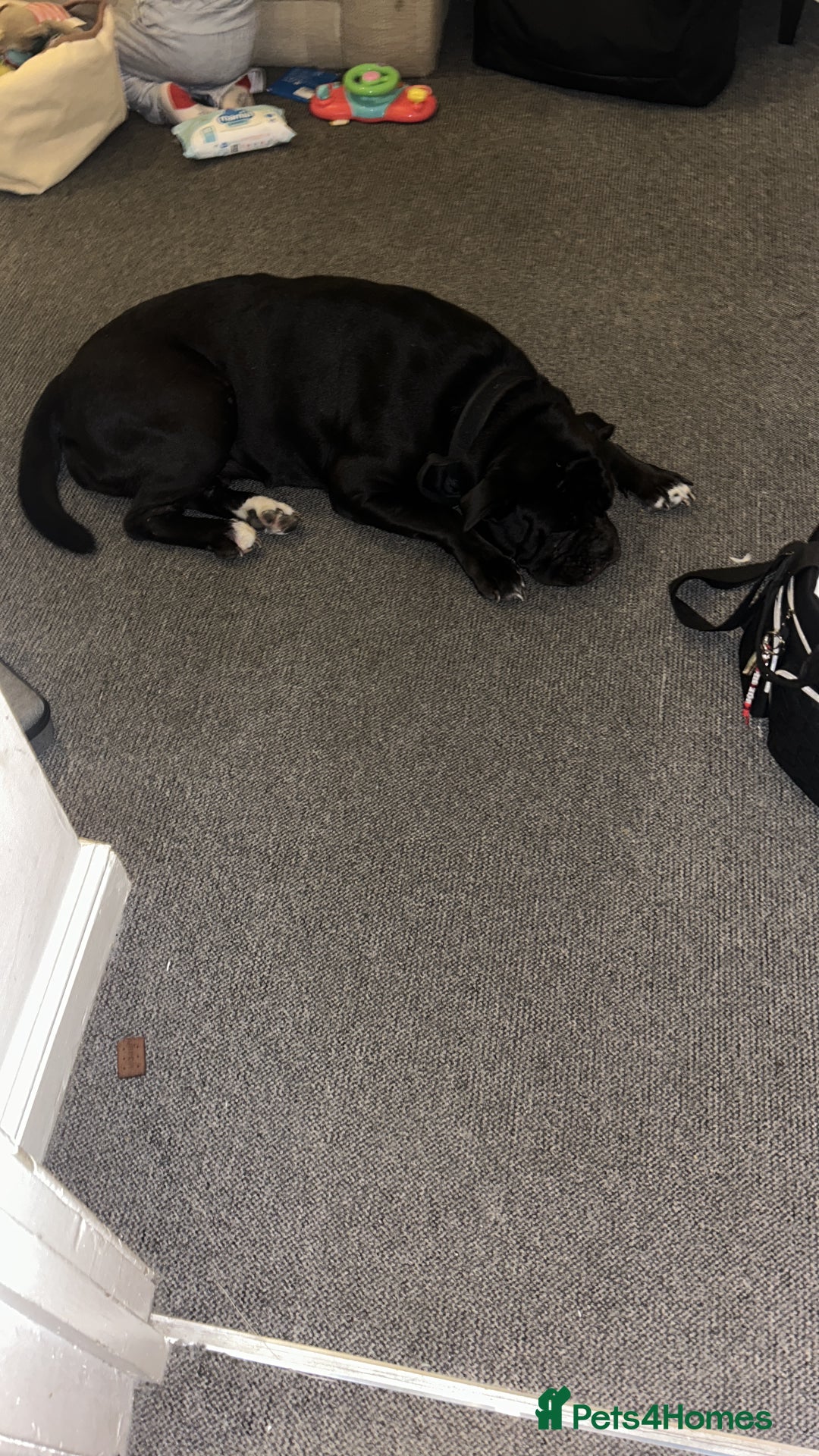 Mixed Breed dogs for sale: Bleu  - Advert 1