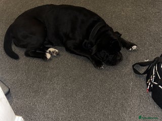 Mixed Breed dogs Bleu - Advert 6