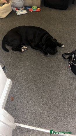 Mixed Breed dogs Bleu - Advert 1