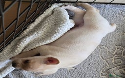 Mixed Breed dogs for sale: Frenchie x Labrador Puppies 17 weeks ready to go - Image 26