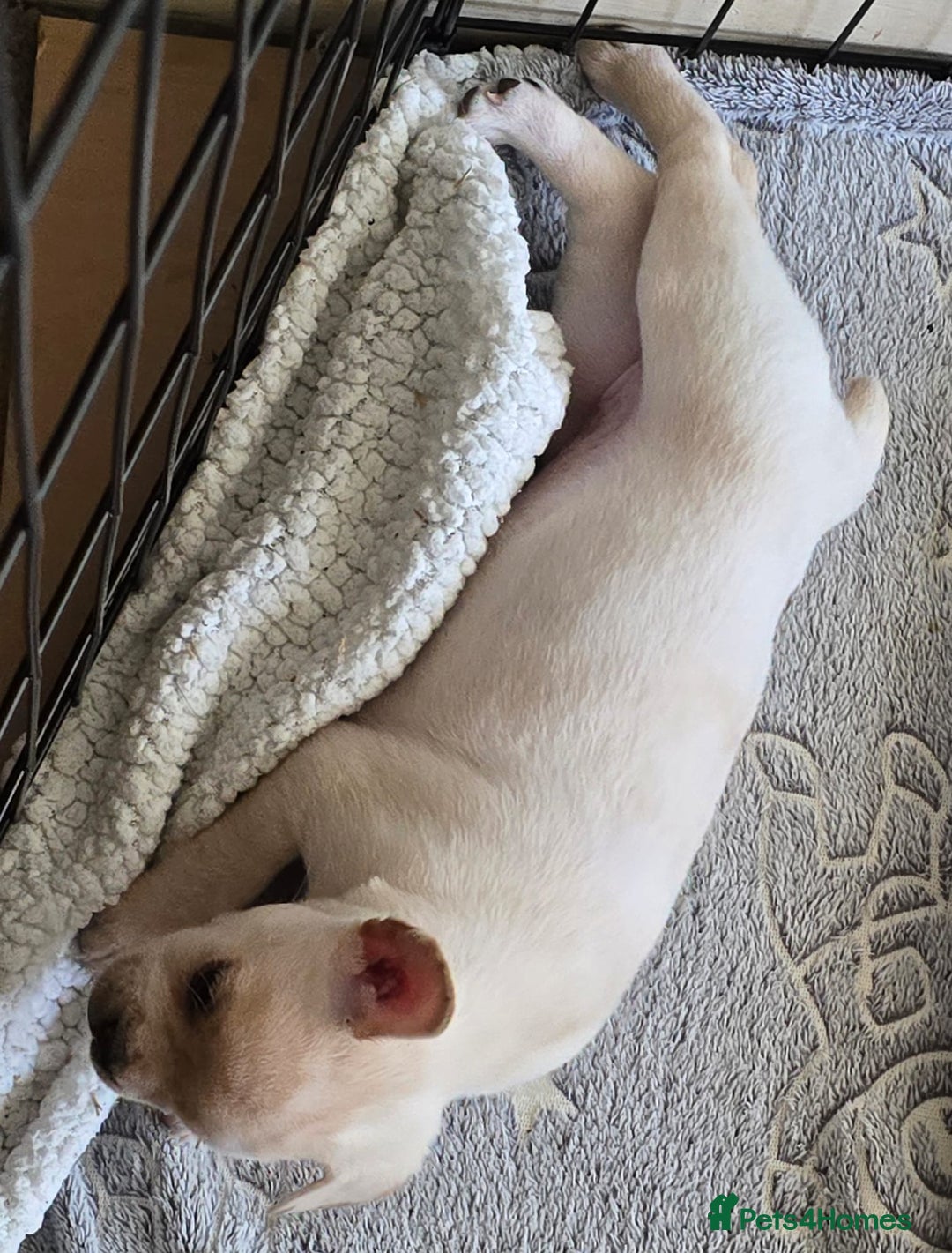 Mixed Breed dogs for sale: Frenchie x Labrador Puppies 17 weeks ready to go - Image 26