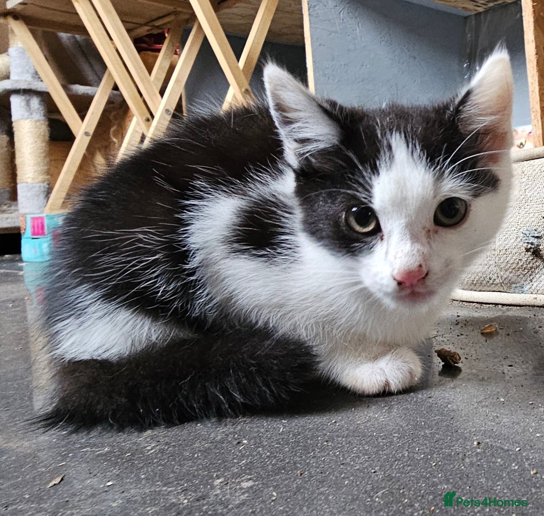 Mixed Breed cats for sale: Adorable Black & White siblings  - Image 1