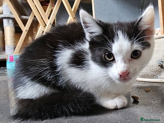 Mixed Breed cats - Advert 25