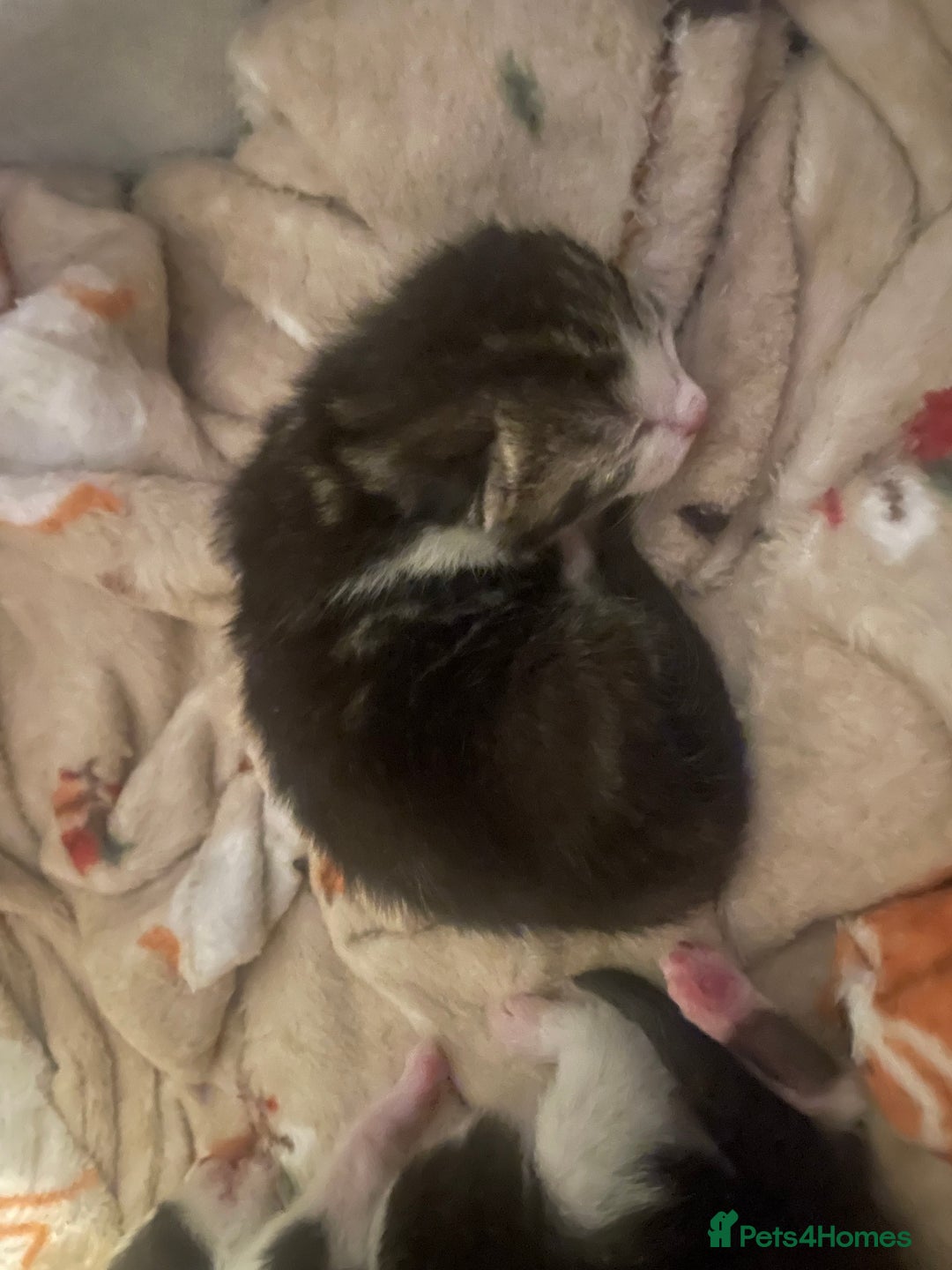 Mixed Breed cats for sale: 2 adorable little cat puppies - Advert 3