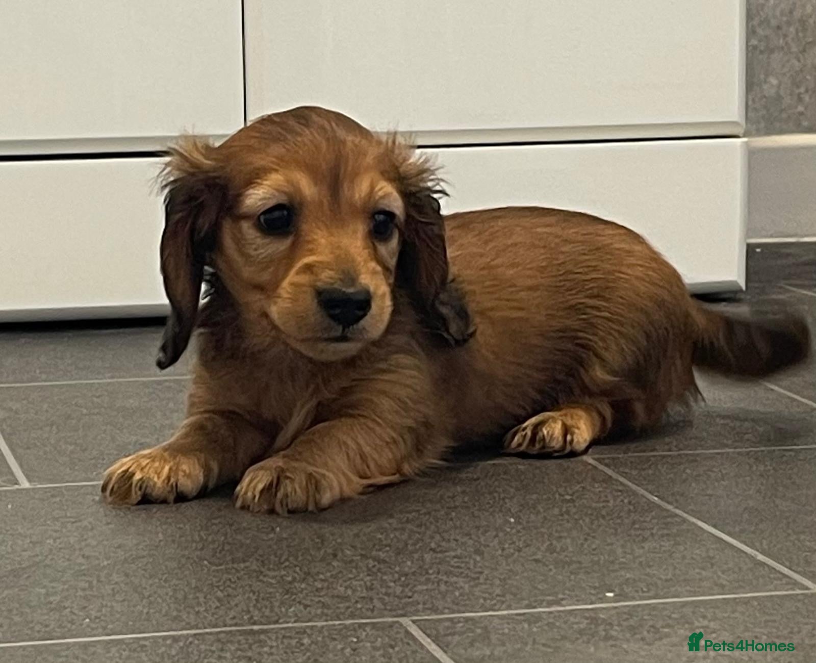 Dachshund dogs Miniature longhaired dachshund Puppies for sale  - Advert 9