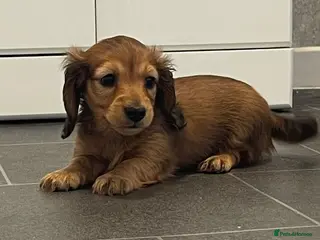Dachshund dogs Miniature longhaired dachshund Puppies for sale - Advert 9