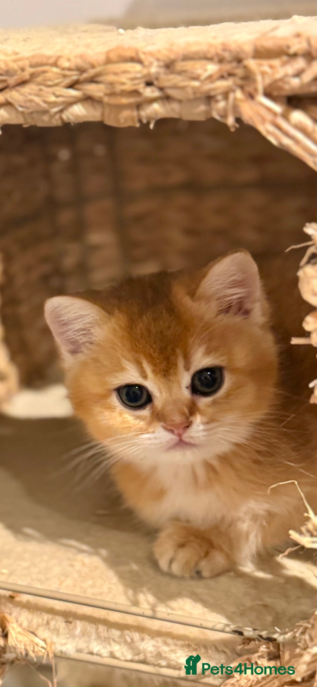 Scottish Fold cats for sale: Scottish purebred Fold and Straight kittens - Advert 5
