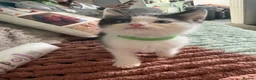 Ragdoll cats for sale: Ragdoll cross  in Selby - Advert 3
