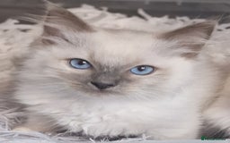 Ragdoll cats for sale: Gorgeous gccf reg Ragdoll kittens  - Image 3