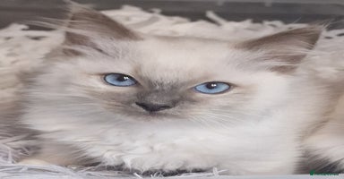 Ragdoll cats - Advert 7