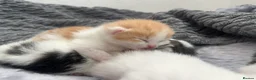 Mixed Breed cats for sale: 5 beautiful kittens looking for a forever home❤️ - Advert 35