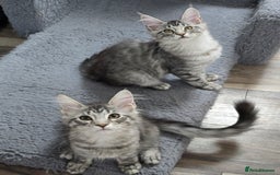 Maine Coon cats for sale: Large pedigree Tica Maine coon kittens READY  - Image 28