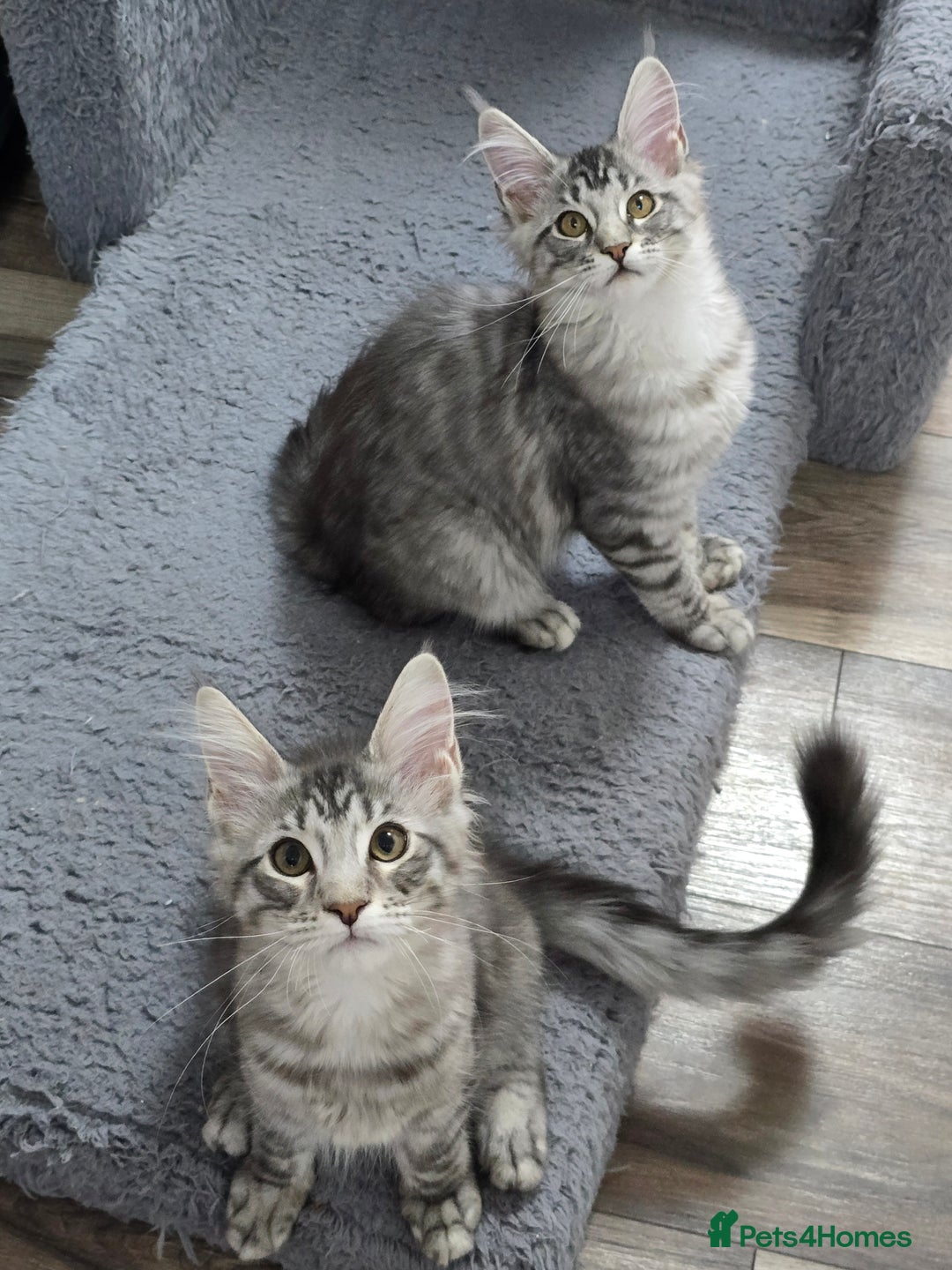 Maine Coon cats for sale: Large pedigree Tica Maine coon kittens READY  - Image 28