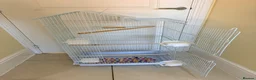 Parrots birds for sale: BEAUTIFUL QUAKER / MONK PARROTS BIRDS  - Advert 6