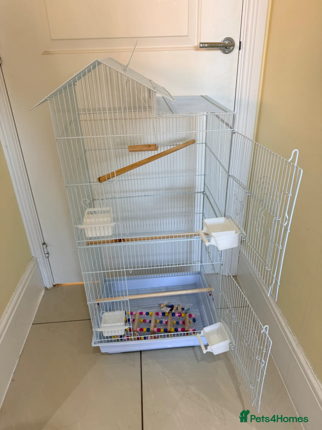 Parrots birds for sale: BEAUTIFUL QUAKER / MONK PARROTS BIRDS  - Advert 6