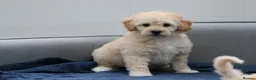 Cavapoochon dogs for sale: Cavapochon puppies for sale - Advert 23