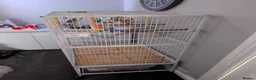 Budgerigars birds for sale: 4 budgies and cage  in Sheffield - Advert 7